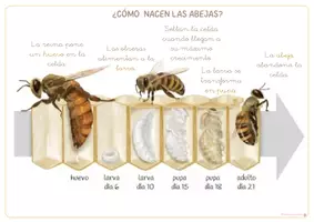 Vista previa - Refuerzo / NEE / Materiales de apoyo - ABEJAS: Ciclos de vida - página 3