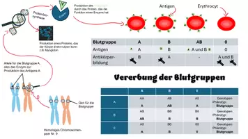 Vorschau - Arbeitsblätter - Merkzettel: Vererbung der Blutgruppen - Seite 1