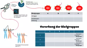 Vorschau - Arbeitsblätter - Merkzettel: Vererbung der Blutgruppen - Seite 2