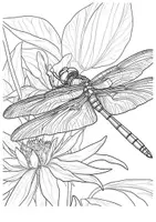 Vorschau - Libellen Kunst Ausmalbilder Insekten ausmalen Zwischendurch - Seite 3