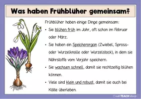 Vorschau - Stationenlernen - Frühblüher - Infotexte und Steckbriefe - Seite 3