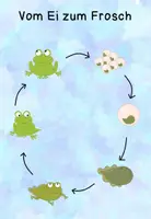 Vorschau - Arbeitsblätter - Vom Ei zum Frosch - ein Lebenszyklus - Seite 2