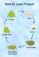 Vorschau - Arbeitsblätter - Vom Ei zum Frosch - ein Lebenszyklus - Seite 3