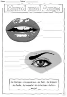 Vorschau - Arbeitsblätter - Mund und Auge - Wortschatz Kopf und Körper - DaZ / DaF / Deutsch - Seite 2
