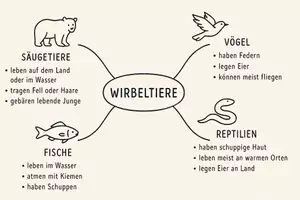 Vorschau - Arbeitsblätter - Arbeitsblatt "Wirbeltiere" + Onlineübung & MP3 + Mindmap + Infografik - Seite 3