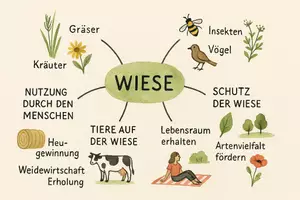 Vorschau - Arbeitsblätter - Arbeitsblatt "Wiese" + Onlineübung & MP3 + Mindmap + Infografik - Seite 3