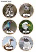 Vista previa - Unidades / Secuencias / Situaciones de Aprendizaje - Las aves - Tesoros Brillantes - página 3