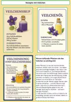 Vorschau - Bildkarten - Das wohlriechende Veilchen – Eine duftende Heilpflanze - Seite 2
