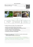 Vorschau - Arbeitsblätter - Vögel Arbeitsblatt zur Doku: Angepasstheiten, Verhaltensweisen, Schutz - Seite 3