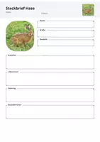 Vorschau - Arbeitsblätter - Heimische Wildtiere Steckbrief Hase- Arbeitsblätter Grundschule - Seite 2