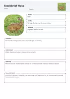 Vorschau - Arbeitsblätter - Heimische Wildtiere Steckbrief Hase- Arbeitsblätter Grundschule - Seite 3