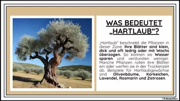 Vorschau - Merkblätter - HARTLAUBZONE: Lernkarten zur HARTLAUBZONE - Erdkunde für die Sek 1 - Seite 3