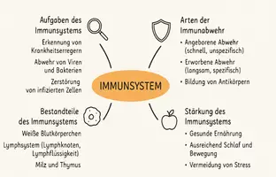 Vorschau - Arbeitsblätter - Arbeitsblätter zum Thema "Immunsystem" + Lösung & MP3 + Mindmap + Infografik - Seite 1
