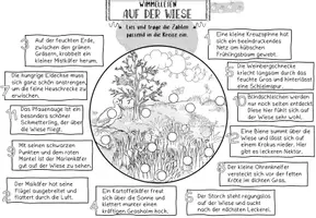 Vorschau - Arbeitsblätter - WIMMELLESEN Auf der Wiese 5-fach differenziert Klasse 1-4 - Seite 3