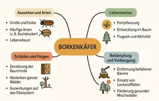 Vorschau - Arbeitsblätter - Arbeitsblatt "Borkenkäfer" + Onlineübung & MP3 + Mindmap + Infografik - Seite 3