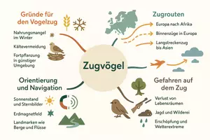 Vorschau - Arbeitsblätter - Arbeitsblätter zum Thema "Zugvögel" + Lösung & MP3 + Mindmap + Infografik - Seite 2