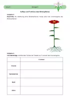 Vorschau - Arbeitsblätter - Materialpaket: Blütenpflanze - Seite 2