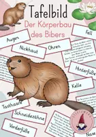 Vorschau - Arbeitsblätter - Materialpaket: Der Biber - Seite 1