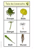 Vorschau - Arbeitsblätter - Die Teile des Löwenzahns - differenzierte Aufgaben - Seite 3