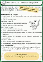 Vorschau - Arbeitsblätter - Die Wiese unter der Lupe – Entdecke die verborgene Welt! (3) - Seite 2