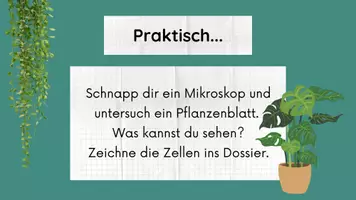 Vorschau - Stundenentwürfe - pflanzliche Zellen inkl Lösungen, Spiel & Raster - Zellen Teil 3 - Biologie - Seite 1