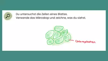 Vorschau - Stundenentwürfe - pflanzliche Zellen inkl Lösungen, Spiel & Raster - Zellen Teil 3 - Biologie - Seite 3