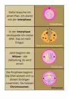 Vorschau - Spiele - Legespiel Mitose / Zellteilung - Biologie - Seite 2