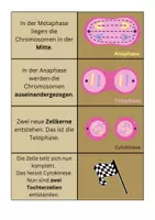 Vorschau - Spiele - Legespiel Mitose / Zellteilung - Biologie - Seite 3