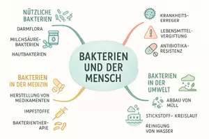 Vorschau - Arbeitsblätter - Arbeitsblätter zum Thema "Was bedeuten Bakterien für den Menschen?" + Lösung & MP3 + Mindmap + Infografik - Seite 2