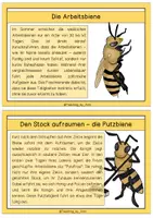 Vorschau - Text - Differenzierte Wissenskarten - Aufgaben der Arbeitsbiene - Seite 1