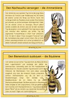 Vorschau - Text - Differenzierte Wissenskarten - Aufgaben der Arbeitsbiene - Seite 2