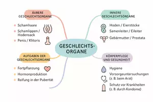 Vorschau - Arbeitsblätter - Arbeitsblatt zum Thema "Geschlechtsorgane" + Onlineübung & MP3 + Mindmap + Infografik - Seite 3