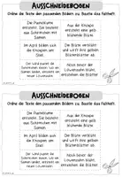 Vorschau - Arbeitsblätter - Löwenzahn: Entwicklungsstufen / Lebenszyklus (Klasse 1) - Seite 2