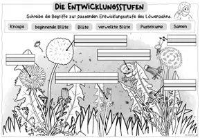 Vorschau - Arbeitsblätter - Löwenzahn: Entwicklungsstufen / Lebenszyklus (Klasse 1) - Seite 3