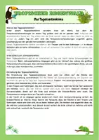 Vorschau - Arbeitsblätter - Tropischer Regenwald - Das Tageszeitenklima - Seite 2