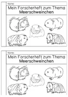 Vorschau - Arbeitsblätter - Differenziertes Forscherheft - Meerschweinchen - Seite 1