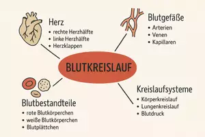 Vorschau - Arbeitsblätter - Arbeitsblatt zum Thema "Blutkreislauf" + Onlineübung & MP3 + Mindmap + Infografiken - Seite 3