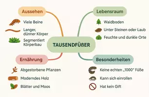 Vorschau - Arbeitsblätter - Arbeitsblatt "Tausendfüßer" + Onlineübung & MP3 + Mindmap + Infografik - Seite 3