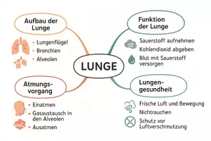 Vorschau - Arbeitsblätter - Arbeitsblatt "Lunge" + Onlineübung & MP3 + Mindmap + Infografik - Seite 2