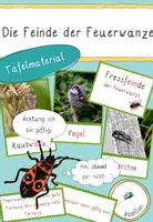 Vorschau - Bildkarten - Fressfeinde Feuerwanze - Deckblatt