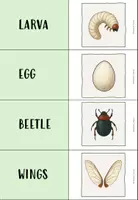 Vorschau - Arbeitsblätter - CLIL-PAKET: DER KÄFER - Deckblatt