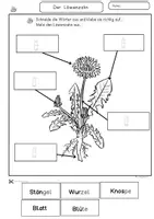 Vorschau - Arbeitsblätter - Arbeitsblätter Teile, Aufbau Löwenzahn Klasse 1, 2, DaZ, Förderschule Ausmalbilder - Seite 2
