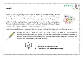 Vorschau - Arbeitsblätter - Ernährung – Zuckerverarbeitung im Körper - Seite 3