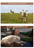 Vorschau - Text - Differenzierte Wissenskarten - Schwein - Seite 3