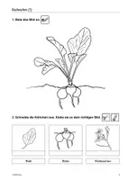 Vorschau - Arbeitsblätter - Radieschen, gärtnern in Topf und Beet - Seite 1