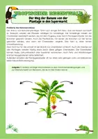 Vorschau - Arbeitsblätter - Tropischer Regenwald - Der Weg der Banane von der Plantage in den Supermarkt - Seite 2