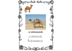 Aperçu - Apprentissages en autonomie - QLM VOCABULAIRE LES ANIMAUX PARTIE 3 - Page 2