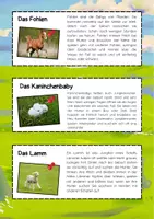 Vorschau - Merkblätter - Tierkinder Lesetexte zum ausschneiden: Katzenbabys, Hundewelpen, Fohlen, Entenküken... - Seite 2