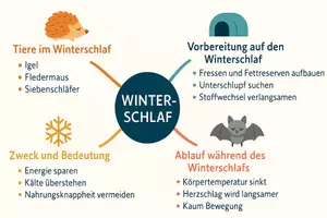 Vorschau - Arbeitsblätter - Arbeitsblatt "Winterschlaf" + Onlineübung & MP3 + Mindmap + Infografik - Seite 3