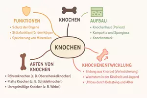 Vorschau - Arbeitsblätter - Arbeitsblätter zum Thema "Knochen" + Lösung & MP3 + Mindmap + Infografik - Seite 2